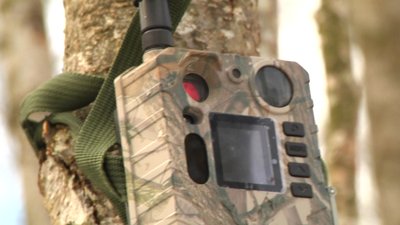 Лісівники Житомирщини розпочали підрахунок кількості звірів у лісах області Лісівники Житомирщини розпочали підрахунок кількості звірів у лісах області