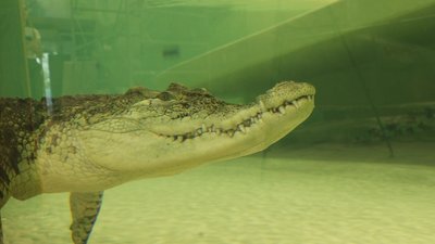 Підігрів води та озеро-басейн: в бегемота та крокодилів харківського зоопарку — нові вольєри Підігрів води та озеро-басейн: в бегемота та крокодилів харківського зоопарку — нові вольєри