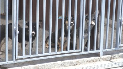 У Вінниці шукають господарів для собак, яких евакуювали із гарячих точок