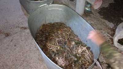 На Дніпропетровщині виявили браконьєрів, які виловили раків на майже 4 мільйони гривень
