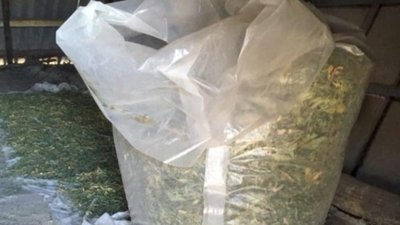 Коноплі на 20 мільйонів гривень: на Херсонщині двом чоловікам повідомлено про підозру Коноплі на 20 мільйонів гривень: на Херсонщині двом чоловікам повідомлено про підозру