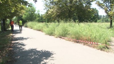 У Дніпрі триває боротьба з амброзією