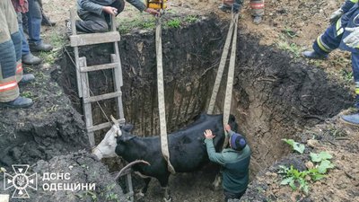 Порятунок корови працівниками ДСНС в Одеській області
