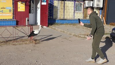 "Йому холодно на вулиці":мешканці Глухова шукають прихисток для безпритульного лелеки "Йому холодно на вулиці":мешканці Глухова шукають прихисток для безпритульного лелеки