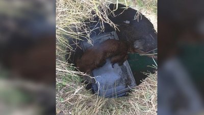 Рятувальники витягнули собаку із каналізаційного люка