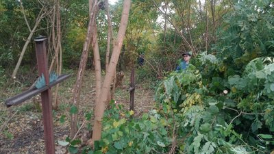 Польське кладовище в Олієві очищають від зарослів Польське кладовище в Олієві очищають від зарослів
