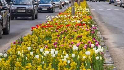 В Ужгороді розквітло близько 42 тисяч тюльпанів