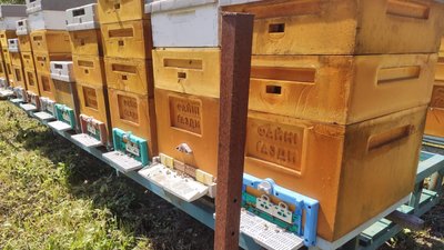 пасічний кооператив, тернопільська область, угринів, підгаєцька громада