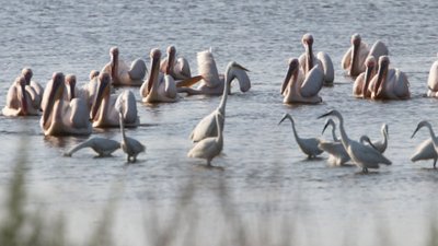 Два пелікани, яких забрали з ресторану на Одещині повернулися в дику природу Два пелікани, яких забрали з ресторану на Одещині повернулися в дику природу