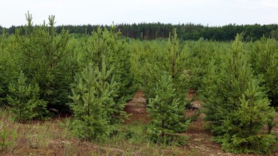 Лісівники Житомирщини готові реалізувати населенню 400 тисяч різдвяних ялинок
