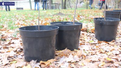 У Сумах представники національних громад посадили декоративні дерева У Сумах представники національних громад посадили декоративні дерева