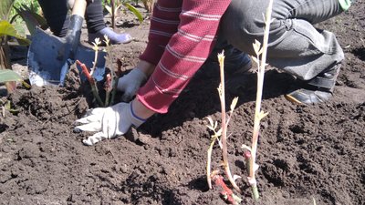 Житомирські комунальники висадили в місті понад тисячу кущів троянд Житомирські комунальники висадили в місті понад тисячу кущів троянд