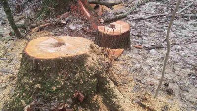 На Київщині у заповідному парку масово вирубали дерева