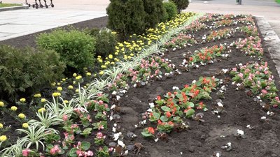 У Житомирі планують висадити 90 тисяч однорічних рослин У Житомирі планують висадити 90 тисяч однорічних рослин