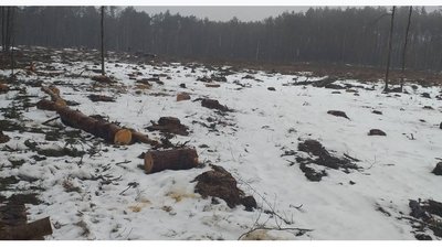На Хмельниччині у ландшафтному парку вирубали дерев на майже 11 мільйонів гривень