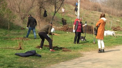Попри карантин в Одесі прийнялись висаджувати 130 дерев Попри карантин в Одесі прийнялись висаджувати 130 дерев