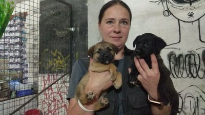 Цуценята з Краматорська Цуценята з Краматорська