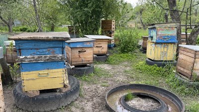 "Температура повинна бути тепла": як погода вплинула на бджіл та урожай меду на Полтавщині "Температура повинна бути тепла": як погода вплинула на бджіл та урожай меду на Полтавщині