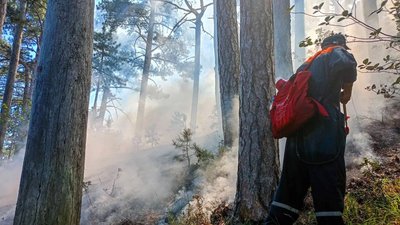 В Ялті сьомий день поспіль гасять масштабну лісову пожежу