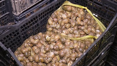 На Миколаївщині виготовляють натуральну косметику зі слизу равликів На Миколаївщині виготовляють натуральну косметику зі слизу равликів