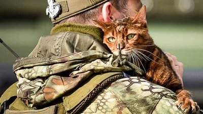 "Коти і війна". У кропивницькому музеї показали віртуальну фотовиставку до міжнародного дня кота