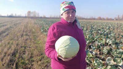 Урожай капусти