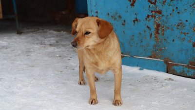 У -15 без їжі, протягом 6 годин помирає кіт. Як
у мороз виживають безпритульні тварини в Охтирці У -15 без їжі, протягом 6 годин помирає кіт. Як
у мороз виживають безпритульні тварини в Охтирці