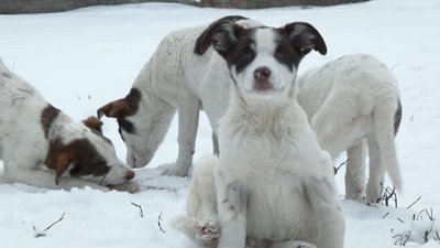 "У твої добрі руки": як на Харківщині шукають родини для безпритульних тварин