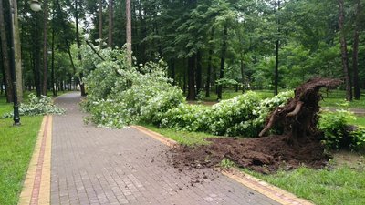 Не витримав стихії. У Франківську впав майже столітній клен