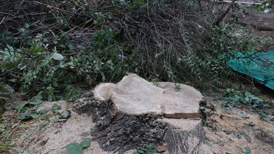 В Одесі оштрафували причетного до знищення зелених насаджень на Академічній В Одесі оштрафували причетного до знищення зелених насаджень на Академічній