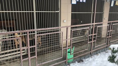 Львівські волонтери просять не закривати комунальне підприємство "Лев" на період свят Львівські волонтери просять не закривати комунальне підприємство "Лев" на період свят
