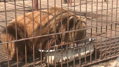 Своїх ведмедів уже кілька років поспіль Сергій Пальохін намагається "прилаштувати" у ребцентр Національного природного парку "Синевір", але поки безрезультатно. Фото: Суспільне. Поділля. Своїх ведмедів уже кілька років поспіль Сергій Пальохін намагається "прилаштувати" у ребцентр Національного природного парку "Синевір", але поки безрезультатно. Фото: Суспільне. Поділля.