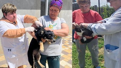 У селі на Одещині ввели карантин через мертву лисицю