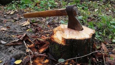 "Зрубали дерева у лісосмузі "Укрзалізниці" на 156 тис. грн. На Сумщині судитимуть двох осіб