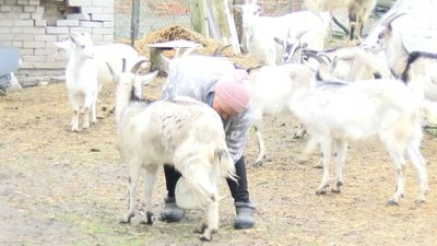 Пені Реґіна з Волині та її козяче стадо Пені Реґіна з Волині та її козяче стадо