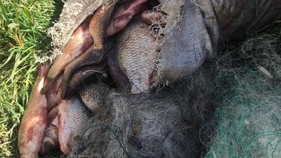 168 кг риби за тиждень - здобич браконьєрів на Херсонщині