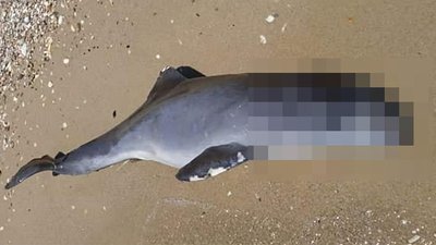 На узбережжі Чорного моря в Одеській області знайшли мертвих дельфінів — еколог
