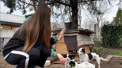 "Це єдиний гуманний спосіб": як у місті на Одещині стерилізують безпритульних собак "Це єдиний гуманний спосіб": як у місті на Одещині стерилізують безпритульних собак