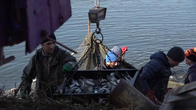 Майже три тонни товстолоба випустили у Дніпро на Черкащині Майже три тонни товстолоба випустили у Дніпро на Черкащині
