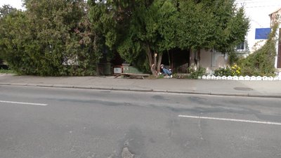 Як у Рівному арборист лікує старі дерева Як у Рівному арборист лікує старі дерева