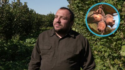 Фундук на Рівненщині: садівники освоюють нову нішу агробізнесу