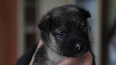 Єдине вижило під завалами. На Дніпропетровщині зооволонтерка виходжує вціліле після удару КАБами цуценя з Краматорська