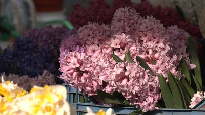 Квіти, які продають на ринку Квіти, які продають на ринку