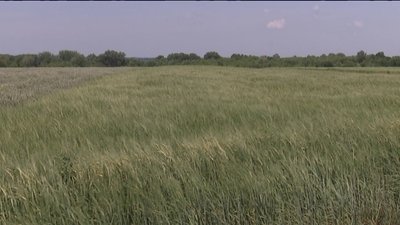 Селяни на Сумщині не можуть отримати у власність землю, якою користувалися понад 20 років Селяни на Сумщині не можуть отримати у власність землю, якою користувалися понад 20 років