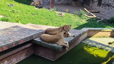 Леви у Луцькому зоопарку Леви у Луцькому зоопарку