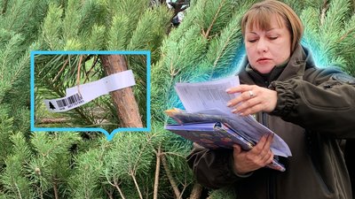 Інспекторка перевіряє документи на продаж ялинок