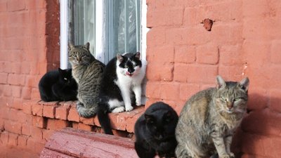 В Енергодарі розглянуть петицію щодо визнання котів частиною екосистеми