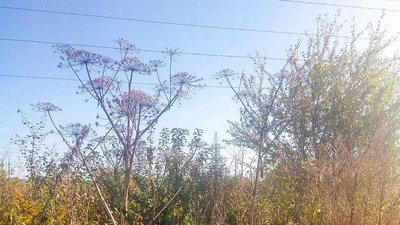 Екологи шукають власника ділянки під Луцьком, де розрісся борщівник Екологи шукають власника ділянки під Луцьком, де розрісся борщівник