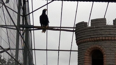 У вінницькому зоопарку оселився орлан білоплечий