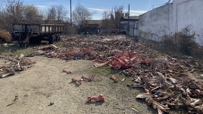 Відібрали проби ґрунту та викликали поліцію: на Вінниччині виявили звалище кісток тварин Відібрали проби ґрунту та викликали поліцію: на Вінниччині виявили звалище кісток тварин